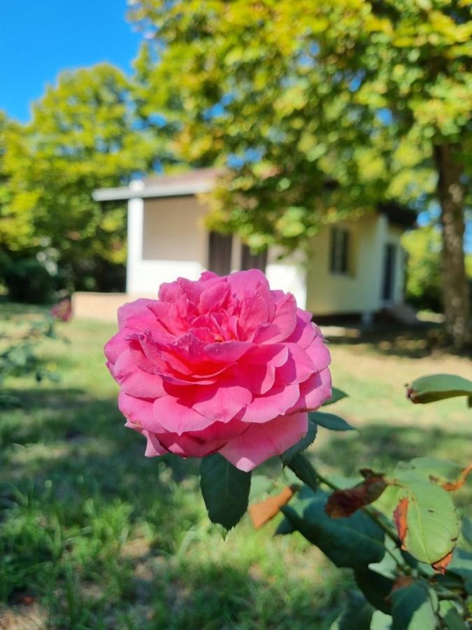 Fuk-Tak'S Bungalow Dojran Extérieur photo